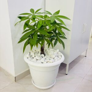 Pachira (Arbre de l’argent)