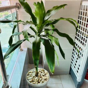 Canne de Moïse (Tradescantia spathacea)