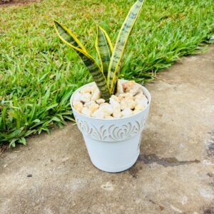 Langue de belle-mère (Sansevieria)