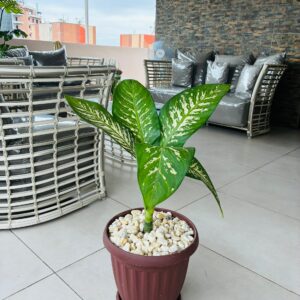 Canne à gratter (Dieffenbachia)