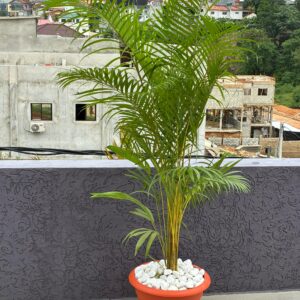 Palmier Areca