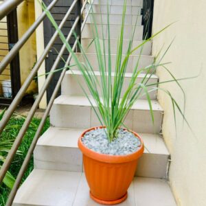 Citronnelle :Plante naturelle et polyvalente