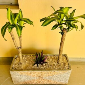 Pot de fleurs en béton