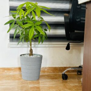 Pachira aquatisa ( Arbre à monnaie)