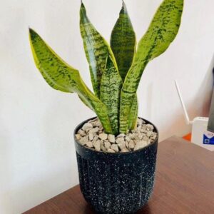 Sansevieria ( langue de belle-mère)