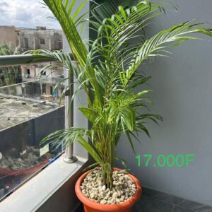 Palmier Areca
