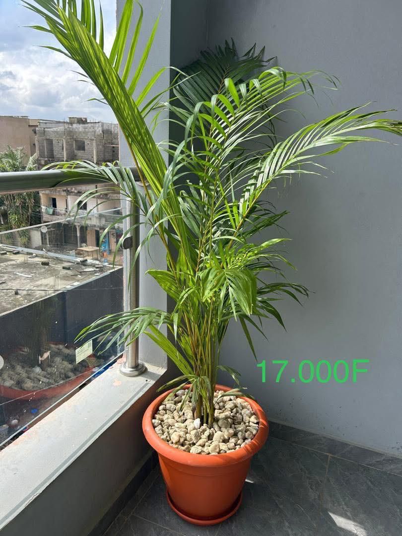 Palmier Areca